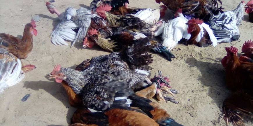 Volaille en vente à Ati, Tchad